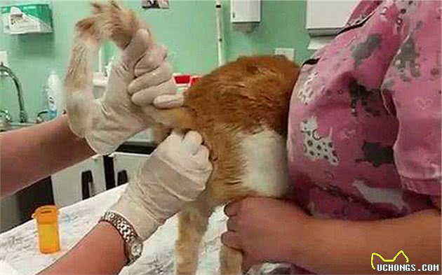 猫咪的肛门腺不一定要挤，但前提是主人做好定期检查
