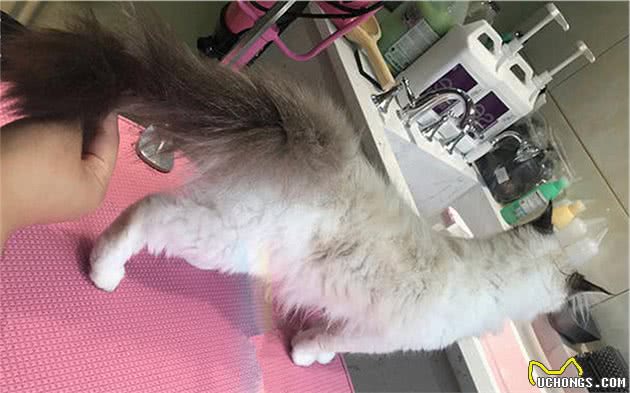 猫咪的肛门腺不一定要挤，但前提是主人做好定期检查