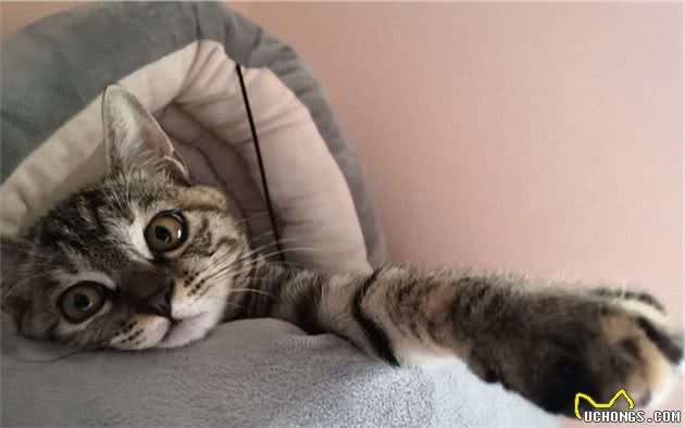 猫咪的肛门腺不一定要挤，但前提是主人做好定期检查