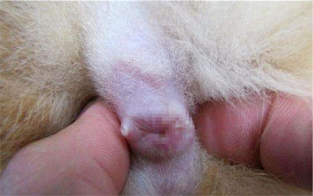 猫咪的肛门腺不一定要挤，但前提是主人做好定期检查