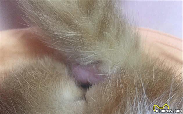 猫咪的肛门腺不一定要挤，但前提是主人做好定期检查