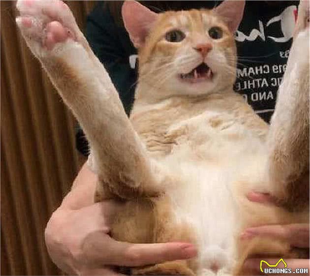 猫咪的肛门腺不一定要挤，但前提是主人做好定期检查