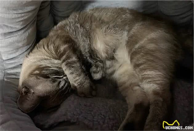 猫咪的肛门腺不一定要挤，但前提是主人做好定期检查