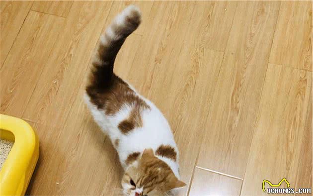 猫咪的肛门腺不一定要挤，但前提是主人做好定期检查