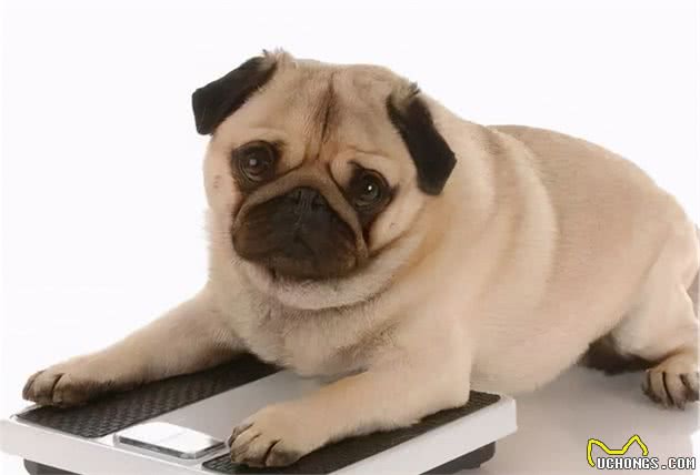 巴哥犬好养吗？