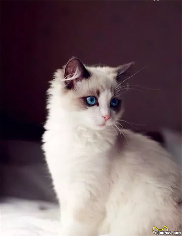纯种猫悲惨的繁殖命运！生而为人，我很抱歉！