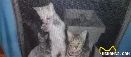 纯种猫悲惨的繁殖命运！生而为人，我很抱歉！