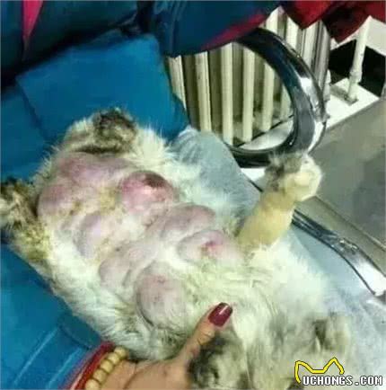 纯种猫悲惨的繁殖命运！生而为人，我很抱歉！