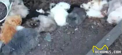 纯种猫悲惨的繁殖命运！生而为人，我很抱歉！
