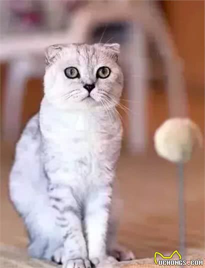 纯种猫悲惨的繁殖命运！生而为人，我很抱歉！