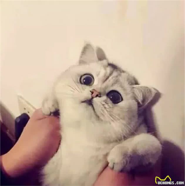 纯种猫悲惨的繁殖命运！生而为人，我很抱歉！