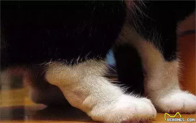 纯种猫悲惨的繁殖命运！生而为人，我很抱歉！
