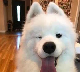 最为稳重护家的宠物犬名字大全绝对忠诚-可爱点