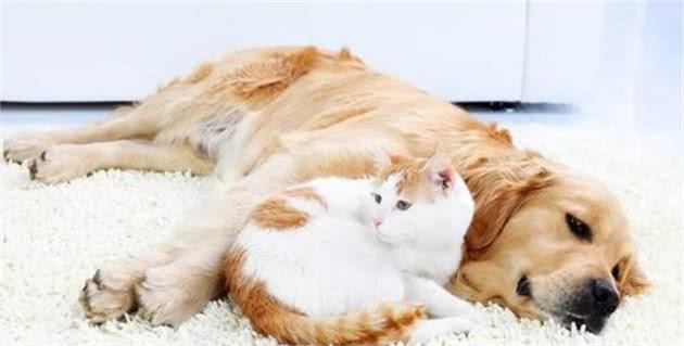 想要猫狗双全的宠主，不妨选择这几种狗狗，盘点6种亲近猫咪的狗
