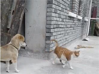 想要猫狗双全的宠主，不妨选择这几种狗狗，盘点6种亲近猫咪的狗