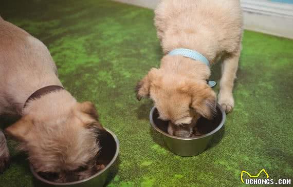 想要猫狗双全的宠主，不妨选择这几种狗狗，盘点6种亲近猫咪的狗