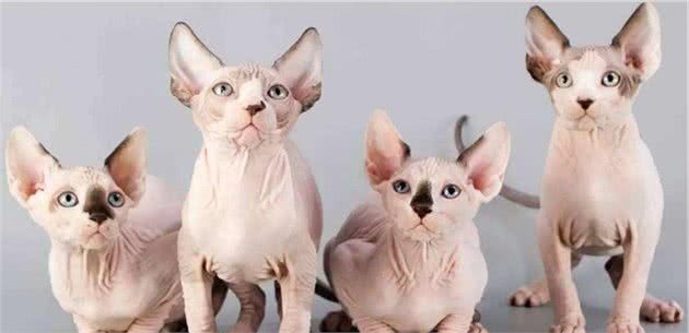 贵贵的加拿大无毛猫，饲养要注意什么问题？
