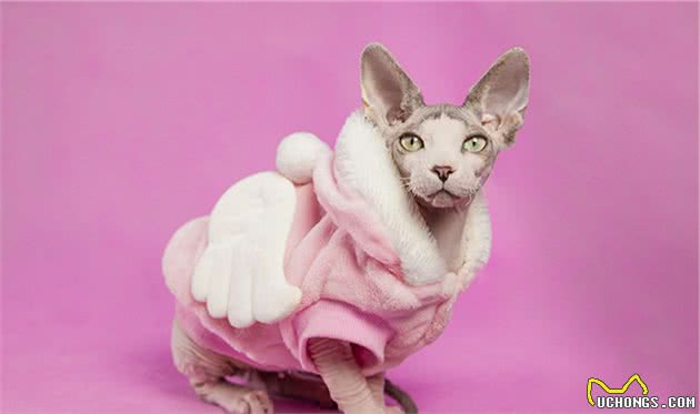 贵贵的加拿大无毛猫，饲养要注意什么问题？