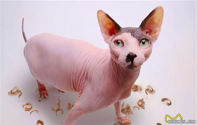 贵贵的加拿大无毛猫，饲养要注意什么问题？