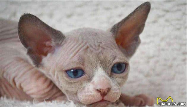 贵贵的加拿大无毛猫，饲养要注意什么问题？
