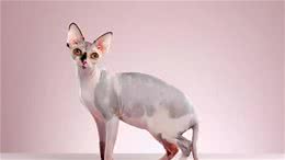 贵贵的加拿大无毛猫，饲养要注意什么问题？