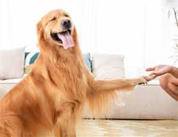 出门看到绑着“黄丝带”的狗狗，代表着什么？千万记住：别靠近