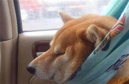 柴犬经期那点事你知道吗？