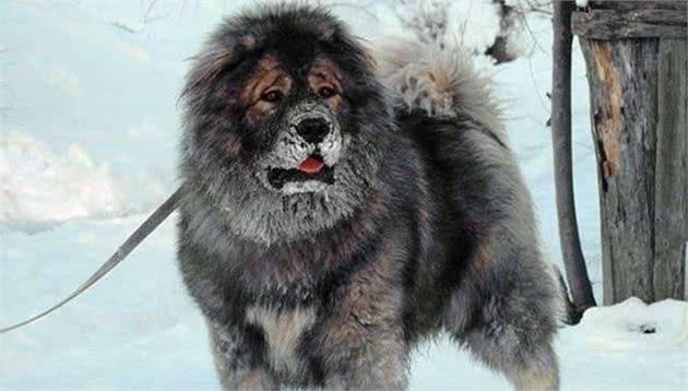 高加索犬，因巡逻柏林墙而闻名，它外表犹如雄狮，内心却铁汉柔情