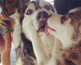 狗狗口臭怎么办该怎样消除？