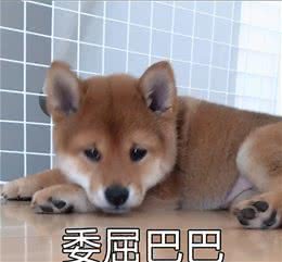 狗狗这些行为是在“道歉”,很多铲屎官还不知道