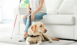 拉布拉多今日的风光，背后究竟是什么？