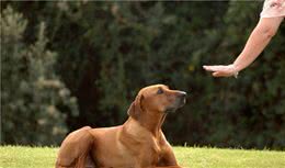 训练狗狗，手势和口头指令哪种更有效？狗狗来告诉你答案