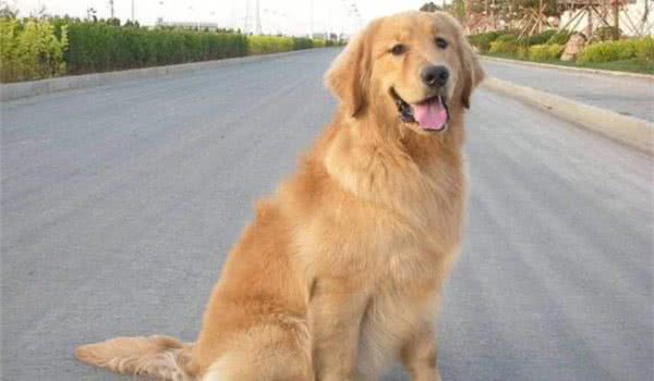 全球10大最著名的狗狗，秋田犬和哈士奇成功上榜，你家养了吗？