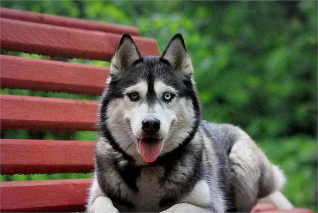 全球10大最著名的狗狗，秋田犬和哈士奇成功上榜，你家养了吗？