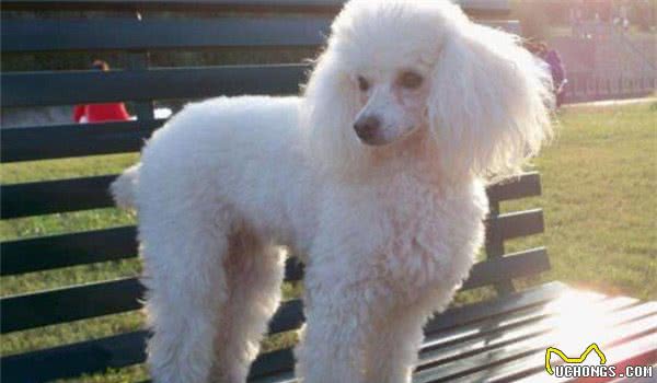 全球10大最著名的狗狗，秋田犬和哈士奇成功上榜，你家养了吗？