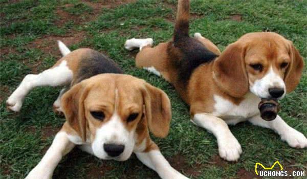 全球10大最著名的狗狗，秋田犬和哈士奇成功上榜，你家养了吗？