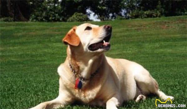 全球10大最著名的狗狗，秋田犬和哈士奇成功上榜，你家养了吗？