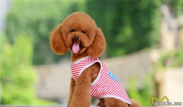 全球10大最著名的狗狗，秋田犬和哈士奇成功上榜，你家养了吗？