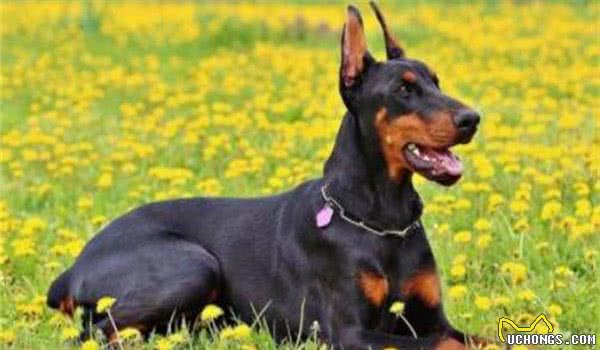 全球10大最著名的狗狗，秋田犬和哈士奇成功上榜，你家养了吗？
