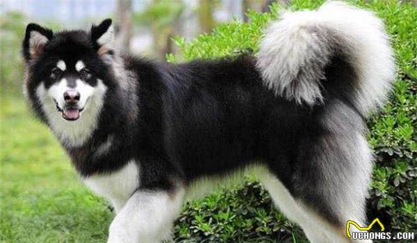 全球10大最著名的狗狗，秋田犬和哈士奇成功上榜，你家养了吗？