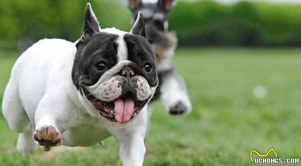 什么是短鼻犬种？拥有独特鼻腔的它们，需要主人做些才能养好