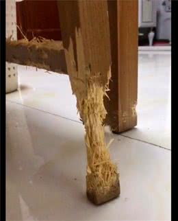 柯基把椅子腿啃得快断了，还很冷静趴在不远处观望，狗：不是我