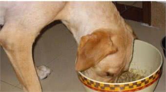 怀孕母犬应如何喂养？不同体质不同方法