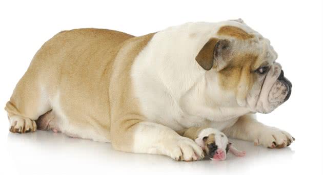 怀孕母犬应如何喂养？不同体质不同方法