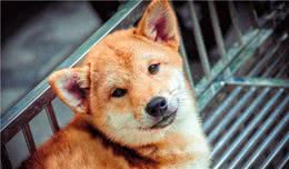 狗狗耳朵红、痒怎么办？