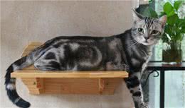 美短猫咪多少钱？猫咪行业秘密大爆料！你买贵了吗？