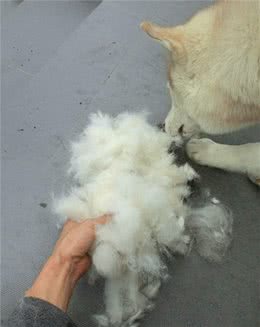 狗崽子严重掉毛怎么办？可以做围巾