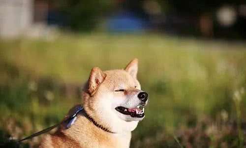 养宠心得：狗身上掉毛一块一块的是怎么回事