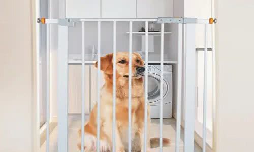 养宠心得：狗身上掉毛一块一块的是怎么回事