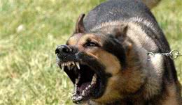 被狗攻击？那是因为你不了解狗性学会这4招可以自保